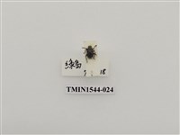 藏品(象鼻蟲科)的圖片